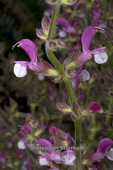 salvia hierosolymitana 5 graphic